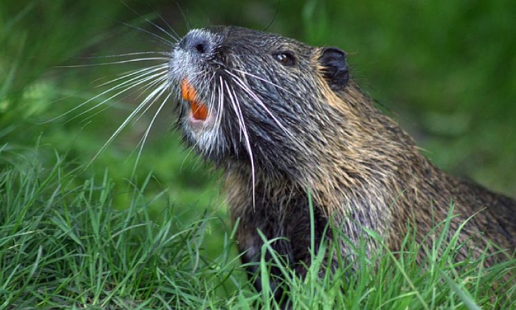 beaver with orange teeth