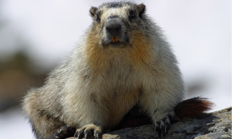 marmot looking at the camera